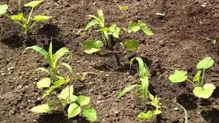 How to Grow the 3 Sisters Garden