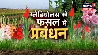 Gladiolus Farming : ग्लेडियोलस की खेती कैसे साबित हो सकती है है मुनाफे का सौदा? जानिए | Annadata