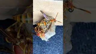 Moving my pet WASPS
