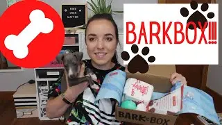 June BarkBox- Italian Greyhound & Chihuahua