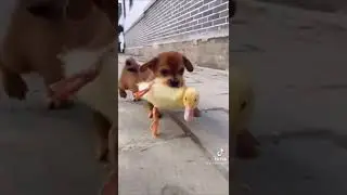 puppy kidnapping baby duck