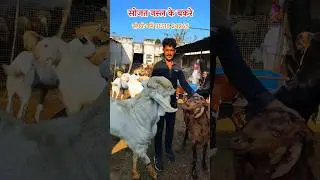 Sojat goat 🐐 सोजत नस्ल के बकरे #goat #sheep #goatfarming 91315 24265 #shorts #Rajasthanibakre