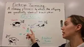 Artificial Embryo Twinning Explained &mdash; How Identical Twins & Cloning Work | Ms. Parrott Biology