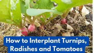 Interplanting Radishes and Turnips With  Future Tomatoes