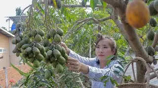 Harvesting Ambarella & Making June Plum Salad With Dried Fish in my Village