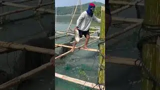Kakaunti ang huli sa skylab🐟/TALIM ISLANDER #youtubeshorts #fishing #fish
