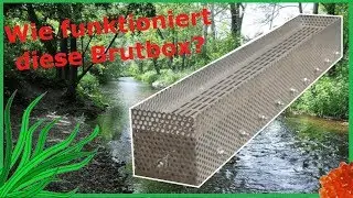 #1 Fischeier besetzen | Wie funktioniert meine Forelleneier-Brutbox?