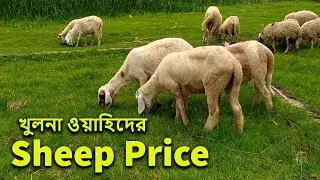 খুলনা ওয়াহিদের গাড়লের মূল্য কত জানুন । Sheep price । garol price । vera price । garol khamar