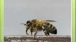 Geleedpotigen