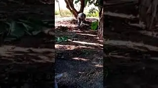 Miapa Jesus paredes en el potrero