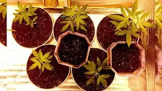 GROW UP! 2019