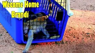 Welcome Back Home Brandi! Finally NGO Returned Baby Monkey Brandi To M-eet Her Family.