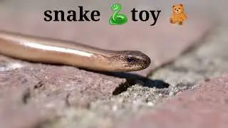 plastic animal crocodile, fish, scorpion, frog unboxing order Amazon @idea's 420M