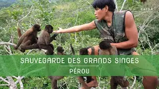 Sauvegarde des grands singes d’Amazonie avec l'ONG Ikamapérou