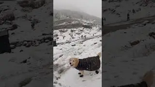 #snow #snowfall #manalivibes #himachalpradesh #incredibleindia #pawfectindia #pawparents #pawcation