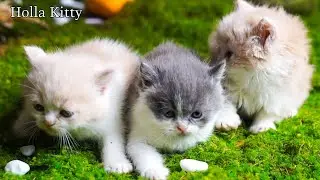 Playful Kittens Jumping Around &ndash; Happy Cat Compilation 🧶