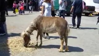 fiera cavalli roma!!