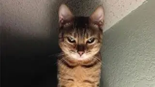 Птицы одного поля ягоды видят друг друга... Пока не придет кот