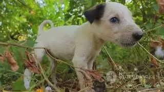 Please help anima#AnimalRescue#HelpStrayAnimals#SaveInnocentLives#DonateForAnimals#SupportStreetPets