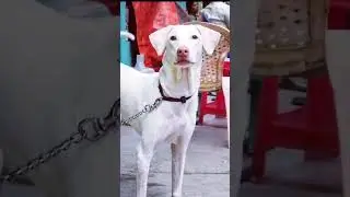 ❤1year transformation🔥🐶||Rajapalayam dog|| Dog transformation||1st birthday||#shorts
