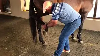 Picking up a Horse's Hoof Safely: Back Leg Example