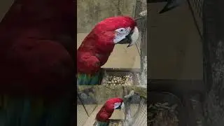 Beautiful Macaw Parrot eating Seeds❤️       #macaw  #birds #birdseating #parrot #parrotlover #seeds