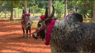 Jallikattu Kalai | Jallikattu | Manjuvirattu | Senthil Thondaiman Documentary | Thretha Rohini