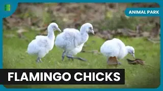 Flamingo Chicks Take Flight! - Animal Park - Documentary