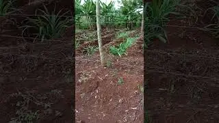 How to plant Nappier Grass in Arid Regions