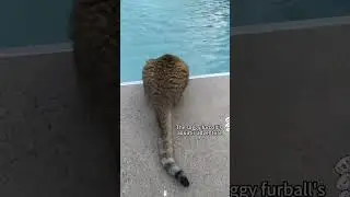 Feline Water Adventure #animals #cat #cats #funny #fun #pet