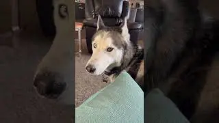 Husky Unfazed by Cooing Human Brother Gives Side Eye to Owner