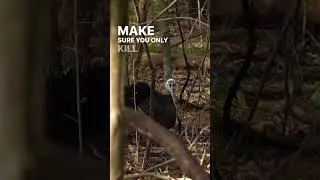 He was CLOSER than we thought! (HARD GOBBLING TURKEY)
