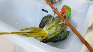 Amazing Mitthu Ko Shower Diya || Mitthu Bahut Gusse Mein🦜😡 || Parrots Ka Mood Kharab😥😥💔💔