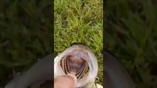 fish do love micro baits #shorts