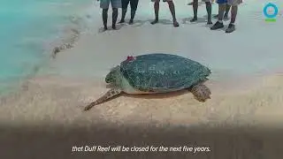 Communities Protect Sea Turtles &ndash; Duff Reef, Lau Seascape, Fiji