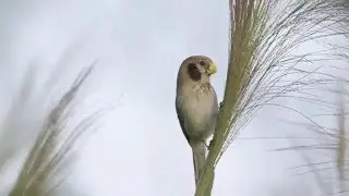 SPOT-BREASTED PARROTBILL, Mustaposkitimali, Paradoxornis guttaticollis,  Thailand c