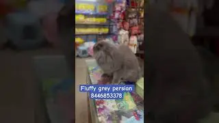 Fluffy grey cat |8446853378