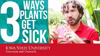 DISEASE TRIANGLE: 3 Ways Plants Get Sick
