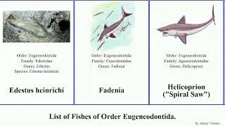 List of Fishes of Order Eugeneodontida. helicoprion saw spiral giganteus Edestus Fadenia Chris