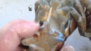 Very Rare.... 3 Peckered Lobster