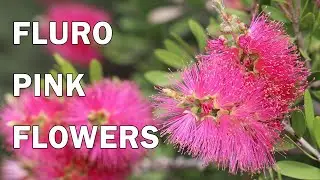 Fluro Burst&trade; - Callistemon