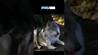 This Wolf Secret Changes Everything