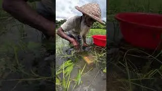 Unique Fishing Trap With Bamboo Cage #fishing #fish #shorts
