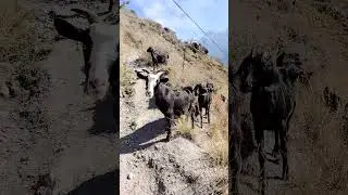 I love goats. Hike to Tiger Leaping Gorge, Yunnan, China #solotravel