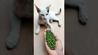 OddlySatisfying ASMR 🌈 Cat Beads Relaxing Video#shorts #cat #kitten #beads #asmr