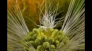 Albizia lebbeck