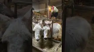 Фотографии с фермы из прошлого #сельскохозяйственныеживотные