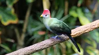 Creature Closeups: Turacos | California Academy of Sciences