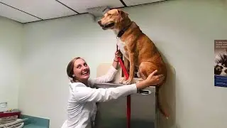 50 Momentos de la reacci&oacute;n de un perro 'valiente' al darse cuenta de que va al veterinario