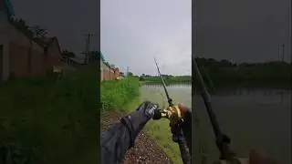 野生の池でスネークヘッドを釣り上げた瞬間